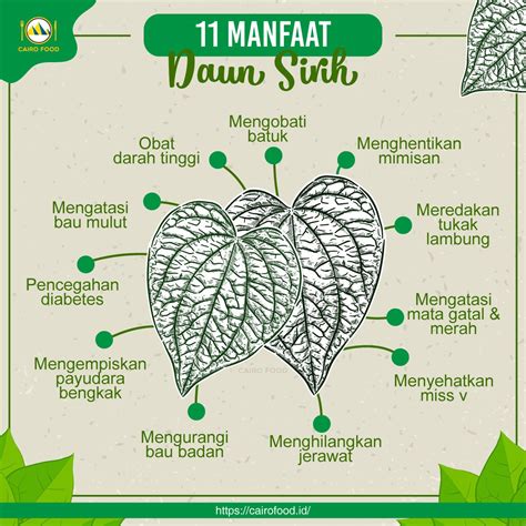 Manfaat Daun Sirih